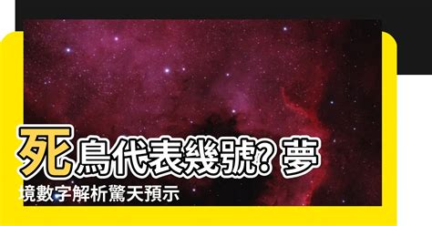 小鳥代表幾號|【夢見鳥號碼】夢見鳥也有好彩頭？夢境解構報你知！。